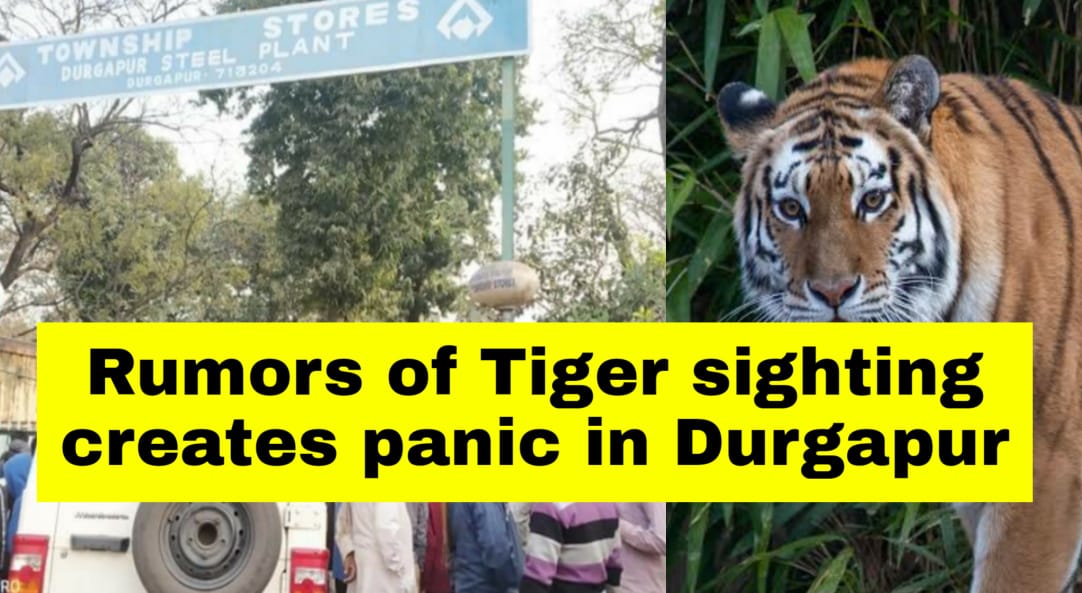 tiger news durgapur