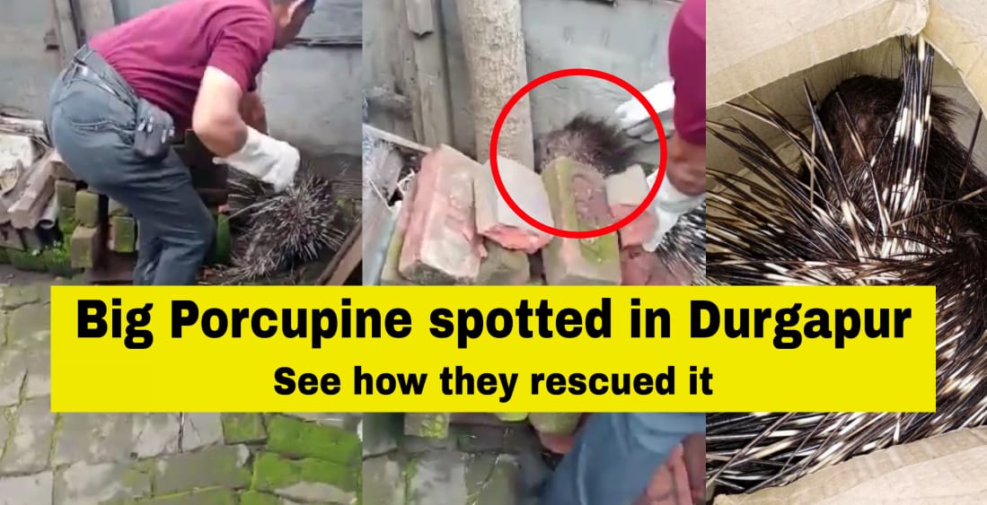 Durgapur porcupine spotted